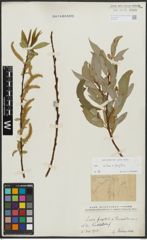 Foto von Salix alba L. x Salix fragilis L.